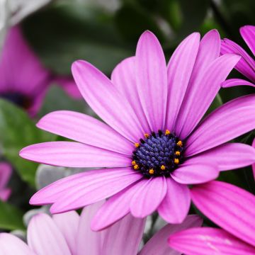 Daisy flowers, Purple Flowers, Pink flowers, Bokeh, Garden, Closeup, Macro, Bloom, Blossom, Spring, Petals, Floral, 5K