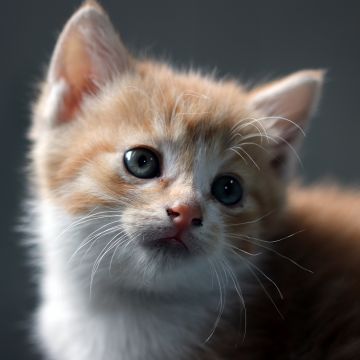 Cat, Kitten, Pet, Domestic Animals, Cute Cat, Portrait, Fur, Baby cat, 5K