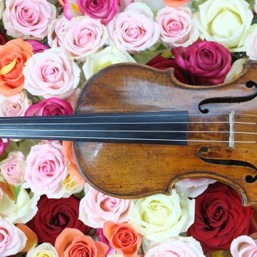 Rose flowers, Violin, Strings, Multicolor, Colorful, Floral Background, Blossom, Beautiful, Musical instrument, 5K