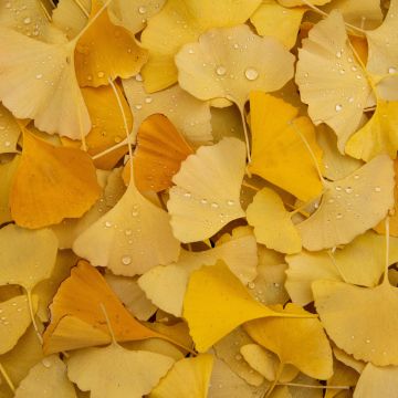 Ginkgo Leaves, Yellow leaves, Autumn, Foliage, Dew Drops, Water drops, Leaf Background, Aesthetic, 5K, Pastel yellow, Pastel background