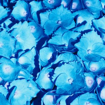 Hydrangea Flowers, 5K, Blue flowers, Petals, Floral Background, Blossom, Bloom, Spring, Closeup