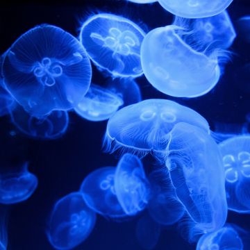 Blue Jellyfish, Aquarium, Underwater, Glowing, Marine life, Transparent, Dark background, 5K, Bioluminescence