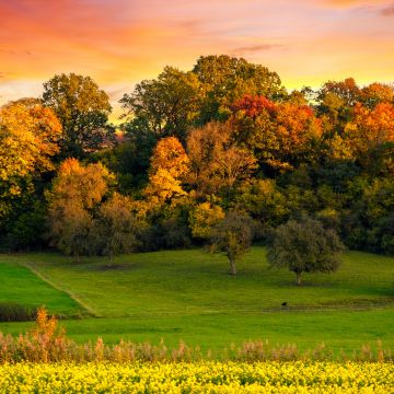 Autumn trees, Sunset, Landscape, Afterglow, Meadow, Grass field, Greenery, Beautiful, Scenery, Yellow flowers, Orange sky, 5K