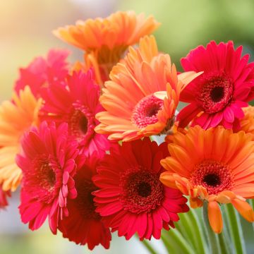Gerbera Daisy, Bouquet, Red flowers, Orange flowers, Blossom, Spring, Bokeh, Blurred, Sunshine, Colorful, Floral, 5K
