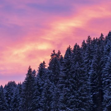 Snow covered, Tall Trees, Sunset, Afterglow, Winter, Purple sky, Scenery, 5K