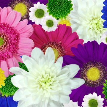 Colorful flowers, Daisies, Chrysanthemum flowers, Floral Background, Multicolor, Blossom, Bloom, 5K