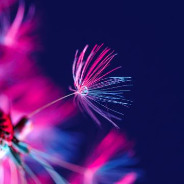 Dandelion seeds, Dandelion flower, Water drop, Blossom, Purple light, Dark background, Blurred, 5K, Dark aesthetic