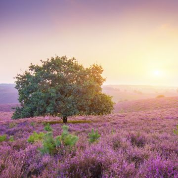 Spring, Sunrise, Landscape, Purple heath, Countryside