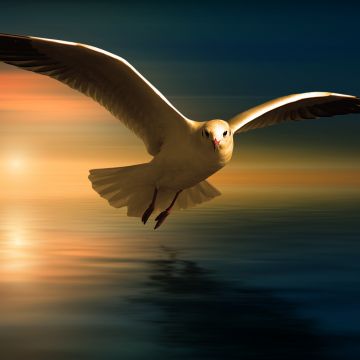 Seagull, White Birds, Sunset Orange, Reflection, Flying bird, Wings, Blur background, 5K