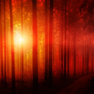 Dark Forest, Sun light, Woods, Sunset, Tall Trees, Landscape, Pathway, Scenic, Sunbeam, 5K