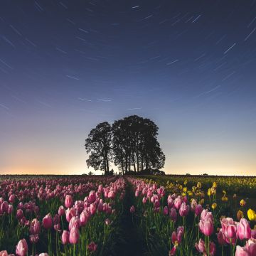 Tulip Field, Star Trails, Pink flowers, Night sky, Long exposure, Landscape, Silhouette, Trees, Flower garden, 5K