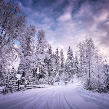 Snowy Trees, Winter Road, Snow covered, Countryside, Woods, White, Landscape, Scenery