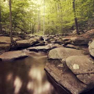 Inside Forest, Green Trees, Woods, Water Stream, Greenery, Rocks, Scenic, Landscape, Rocks, Long exposure