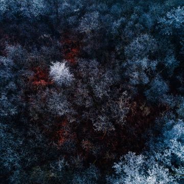 Winter forest, Aerial view, Snow covered, Birds eye view, Drone photo, Trees