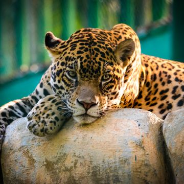 Jaguar, Wild animal, Carnivore, Predator, Big cat, Zoo