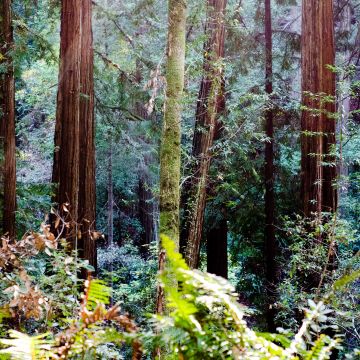 Muir Woods, California, Redwood trees, Forest, Tall Trees, Woods, Landscape