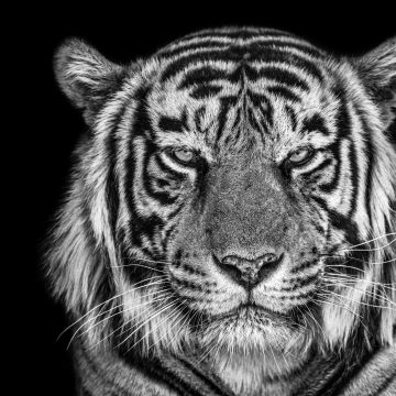 Tiger, Monochrome, Black background, Closeup, Portrait, 5K, Black and White