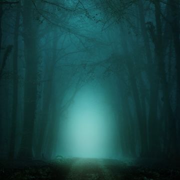 Morning, Forest, Path, Foggy, Teal, Cold, Turquoise, Trees, 5K