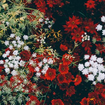 Red flowers, White flowers, Blossom, Floral, Closeup, Flower garden, Aesthetic