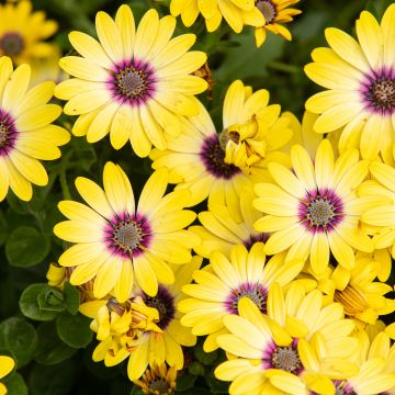 Daisies, Yellow flowers, Floral Background, Blossom, Bloom, Spring, Closeup, 5K