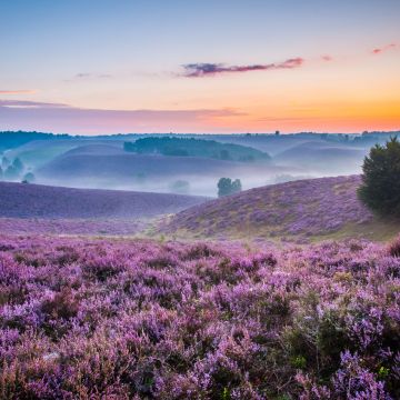 Lavender farm, Purple, Landscape, Foggy, Sunset Orange, Beautiful, Horizon