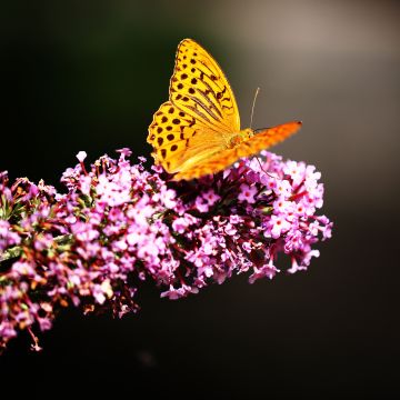 Fritillaries, Butterfly, Yellow, Pink flowers, Selective Focus, Blur background, Closeup