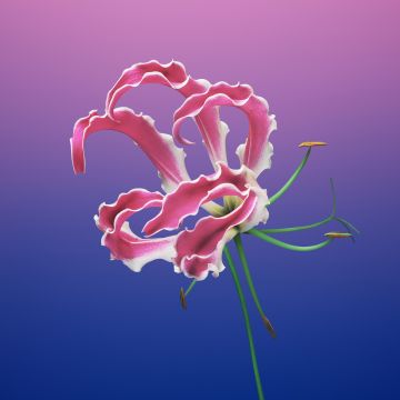 macOS Mojave, Floral, Gradient background, iOS 11, Stock, Girly, Aesthetic, 5K