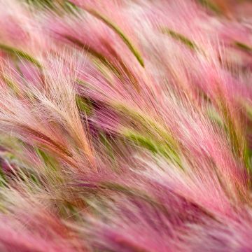 Foxtail Barley, Aesthetic, OS X Mavericks, Pink, Landscape, Girly backgrounds, Stock, 5K