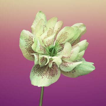Floral, Gradient background, iOS 11, macOS Mojave, Girly, Stock, 5K