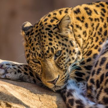 Leopard, 5K, Wild animal, Carnivore, Predator, Closeup, Face, Big cat, Staring