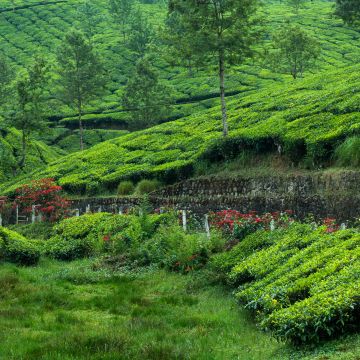 Tea Estate, Hill Station, Greenery, Western Ghats, Pattern, Plantation, Landscape, Scenery