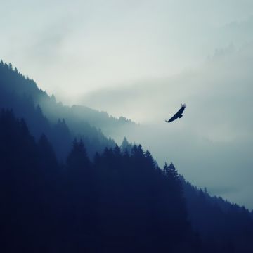 Eagle, Foggy, Mist, Mountain, Trees, Silhouette, Birds of Prey