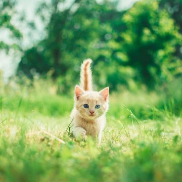 Kitten, Cute Kitten, Green Grass, Bokeh, Baby cat, Green background, Mammal, 5K