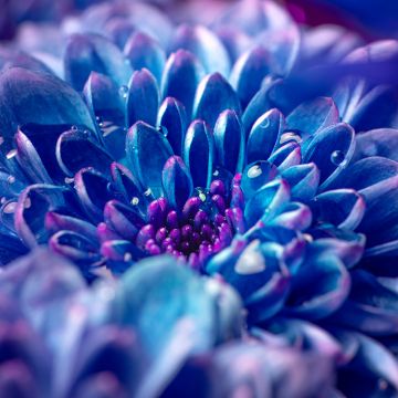 Blue flower, Macro, Vivid, Closeup Photography, Dew Drops, Droplets, Aesthetic