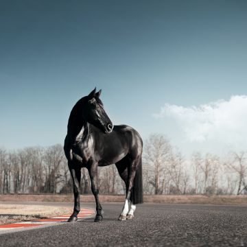 Black horse, Race track, Clear sky