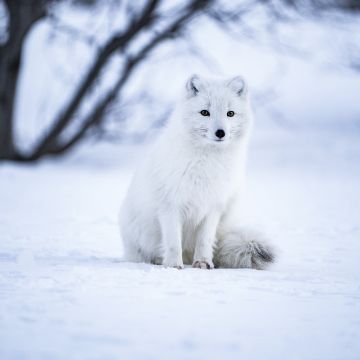 Arctic fox, White wolf, Iceland, Snow field, Selective Focus, Mammal, Wildlife