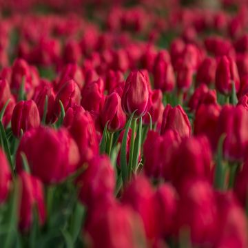 Red Tulips, Tulips field, Blossom, Bloom, Spring, Colorful, Floral Background, Bokeh, Selective Focus, 5K