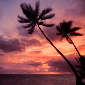 Punta Cana, Dominican Republic, Purple sky, Cloudy Sky, Seascape, Silhouette, Sunrise, Horizon, Palm trees, Tropical