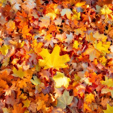Maple leaves, 5K, Autumn leaves, Fallen Leaves, Leaf Background, Seasons, Texture, Foliage, Colorful