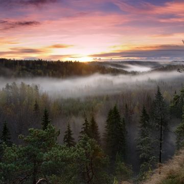 Noux National Park, Finland, Sunrise, Fog, Forest, Green Trees, Landscape, Early Morning