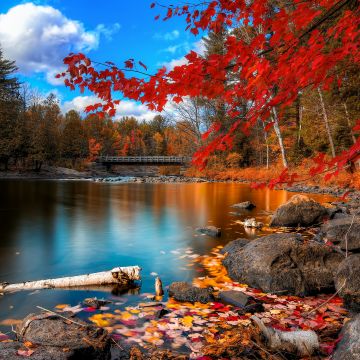Autumn Forest, Landscape, Maple trees, Lake, Wooden bridge, Autumn leaves, Fallen Leaves, Long exposure, Reflection, Blue Sky, Scenery