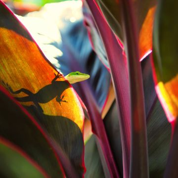 Green Lizard, Silhouette, Plant Leaves, Closeup Photography, Reptile, Peek, Selective Focus