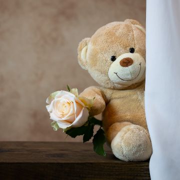 Teddy bear, Rose, Cute toy, Gift, Valentine's Day, 5K