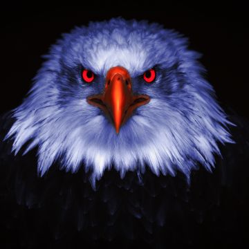 Eagle, Bird of prey, Raptors, Red eyes, Black background, 5K, 8K