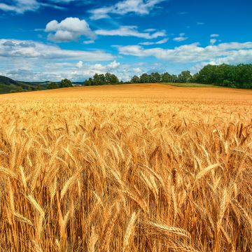 Golden fields, Crop, Landscape, Blue Sky, White Clouds, Wheat field, Scenery