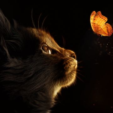 Kitten, Cat, Butterflies, Black background, Glowing, Manipulation, Closeup, Cute Cat