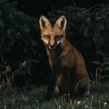 Brown Fox, Green Grass, Dark background, Canine, Wildlife, Forest, Brown aesthetic