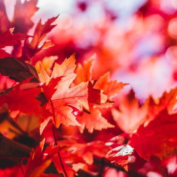 Maple leaves, Red leaves, Selective Focus, Autumn, Blur background, Closeup, 5K