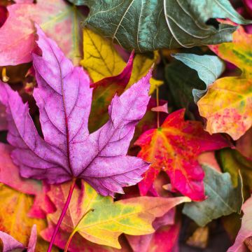 Maple leaves, Purple leaf, Leaf Background, Fallen Leaves, Texture, Autumn leaves, Seasons, 5K