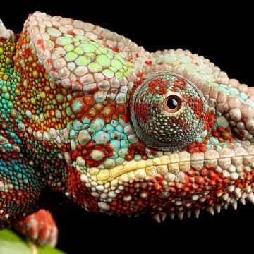 Chameleon, Lizard, Multicolor, Closeup, Macro, Pattern, Black background, AMOLED, HDR